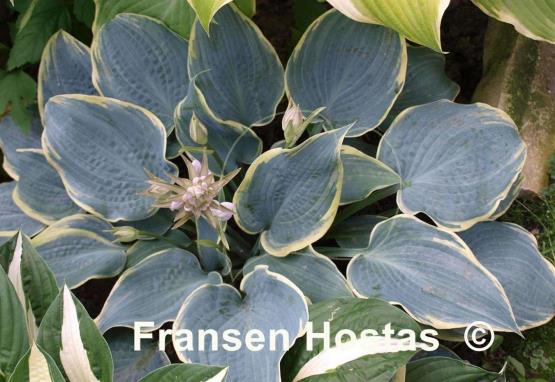 Hosta Frosted Dimples